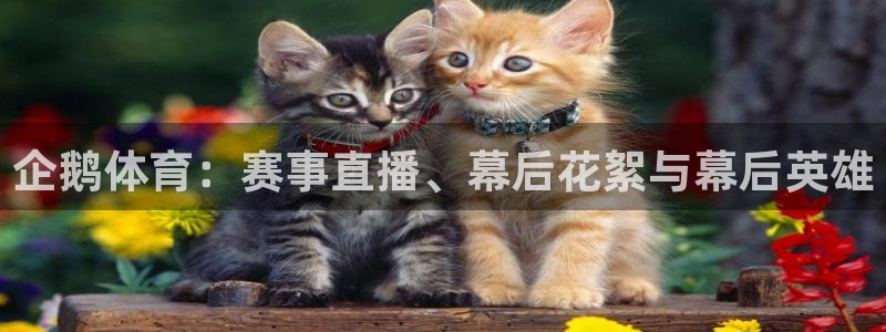企鹅体育：赛事直播、幕后花絮与幕后英雄