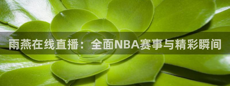 雨燕在线直播：全面NBA赛事与精彩瞬间