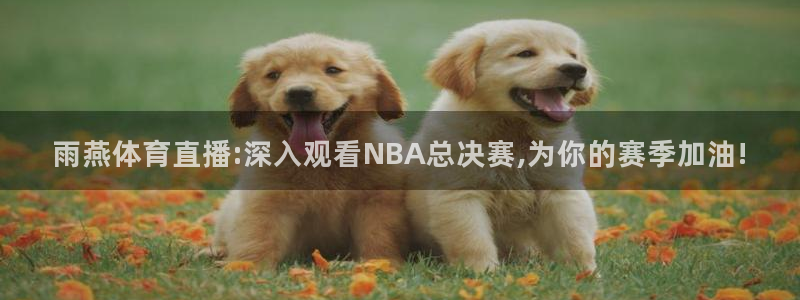 雨燕体育直播:深入观看NBA总决赛,为你的赛季加油!